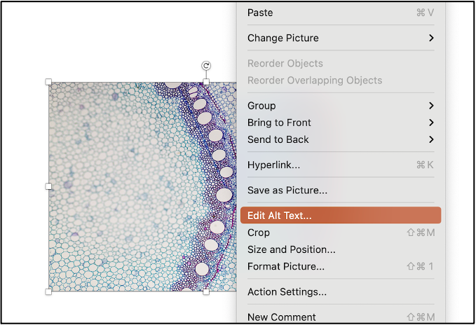 Right-clicking (or control clicking) an image in Microsoft Office files bring the context menu which has a link to "Edit alt text."